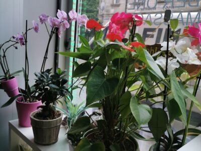 Number One Thaimassage