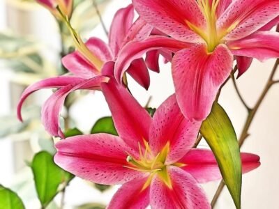 Calm Spa Thaimassage