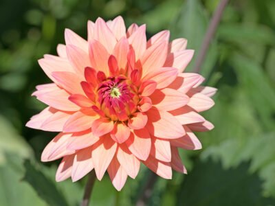 Dalaa-Fasai Thaimassage