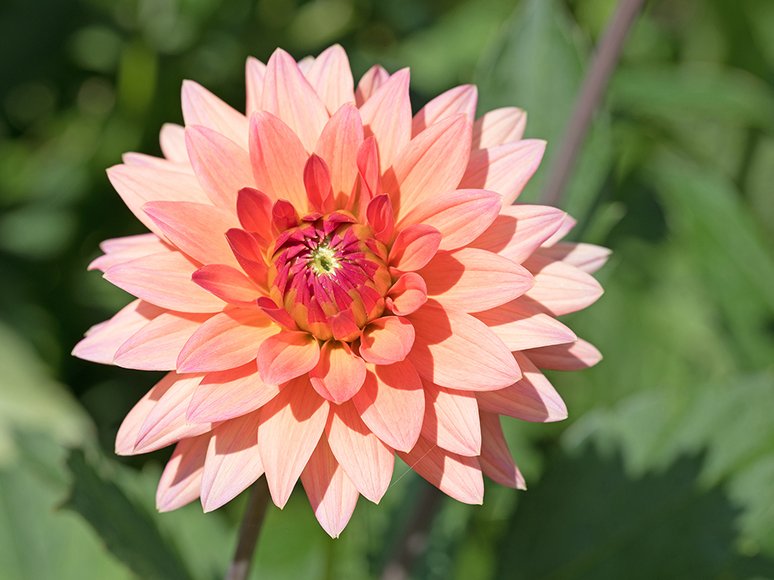 Dalaa-Fasai Thaimassage