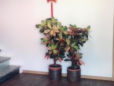 Fang-Xin Massagesalon