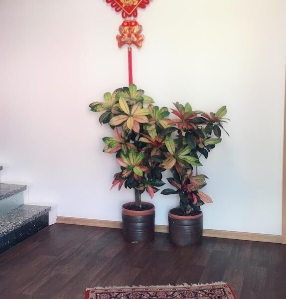 Fang-Xin Massagesalon